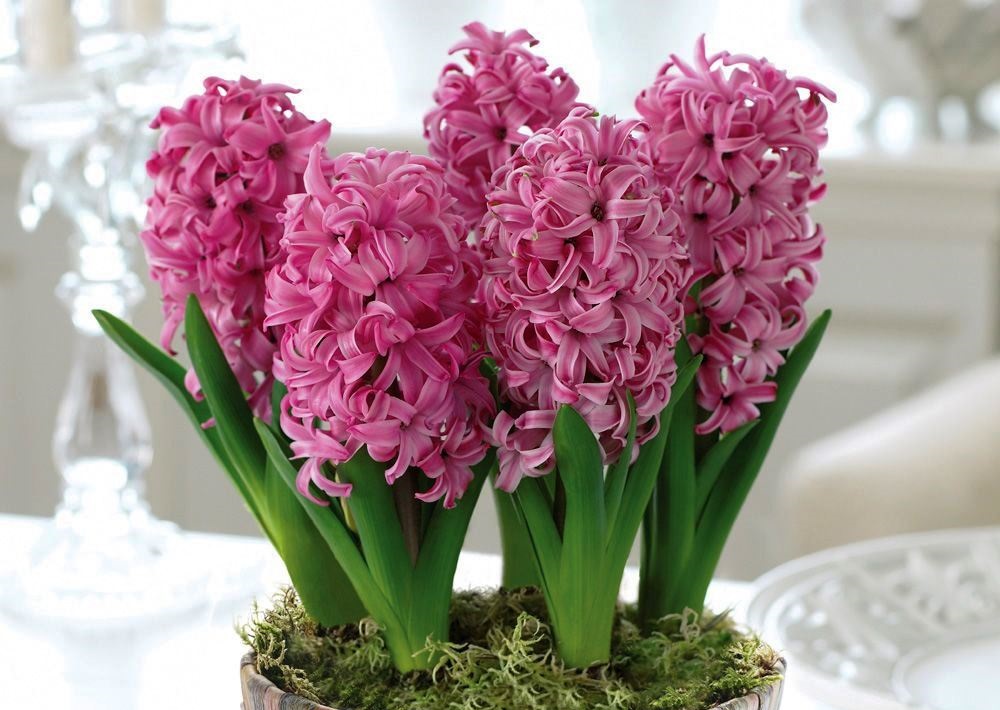 Hyacinth