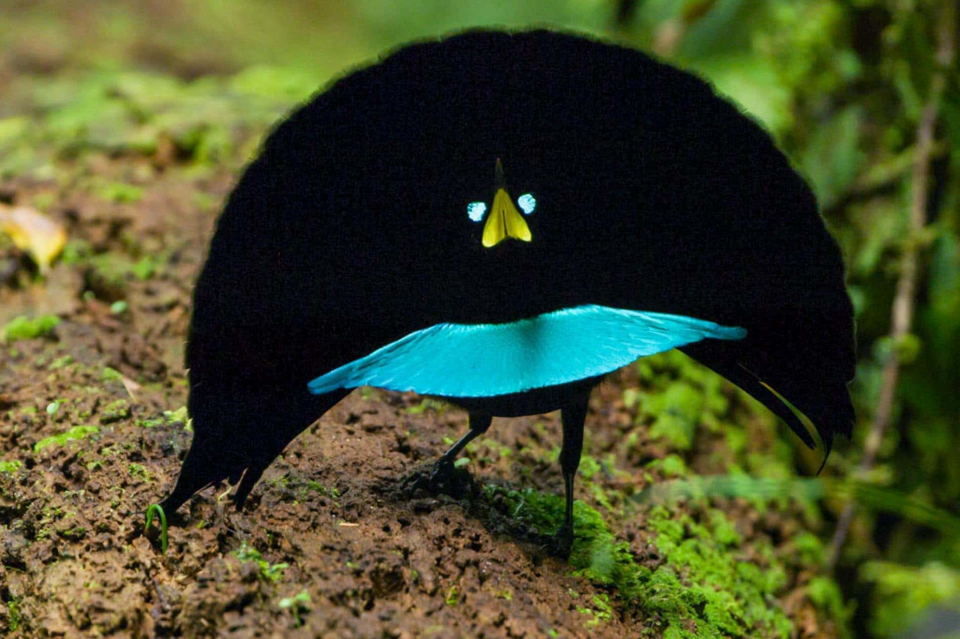 Vogelkop Superb Bird-Of-Paradise