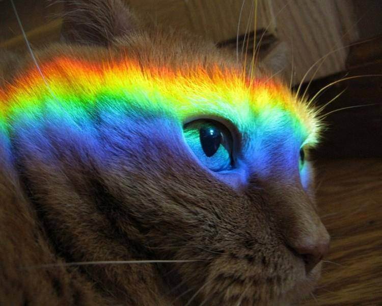 Human Vision vs. Cat Vision: Can Cats See Color?