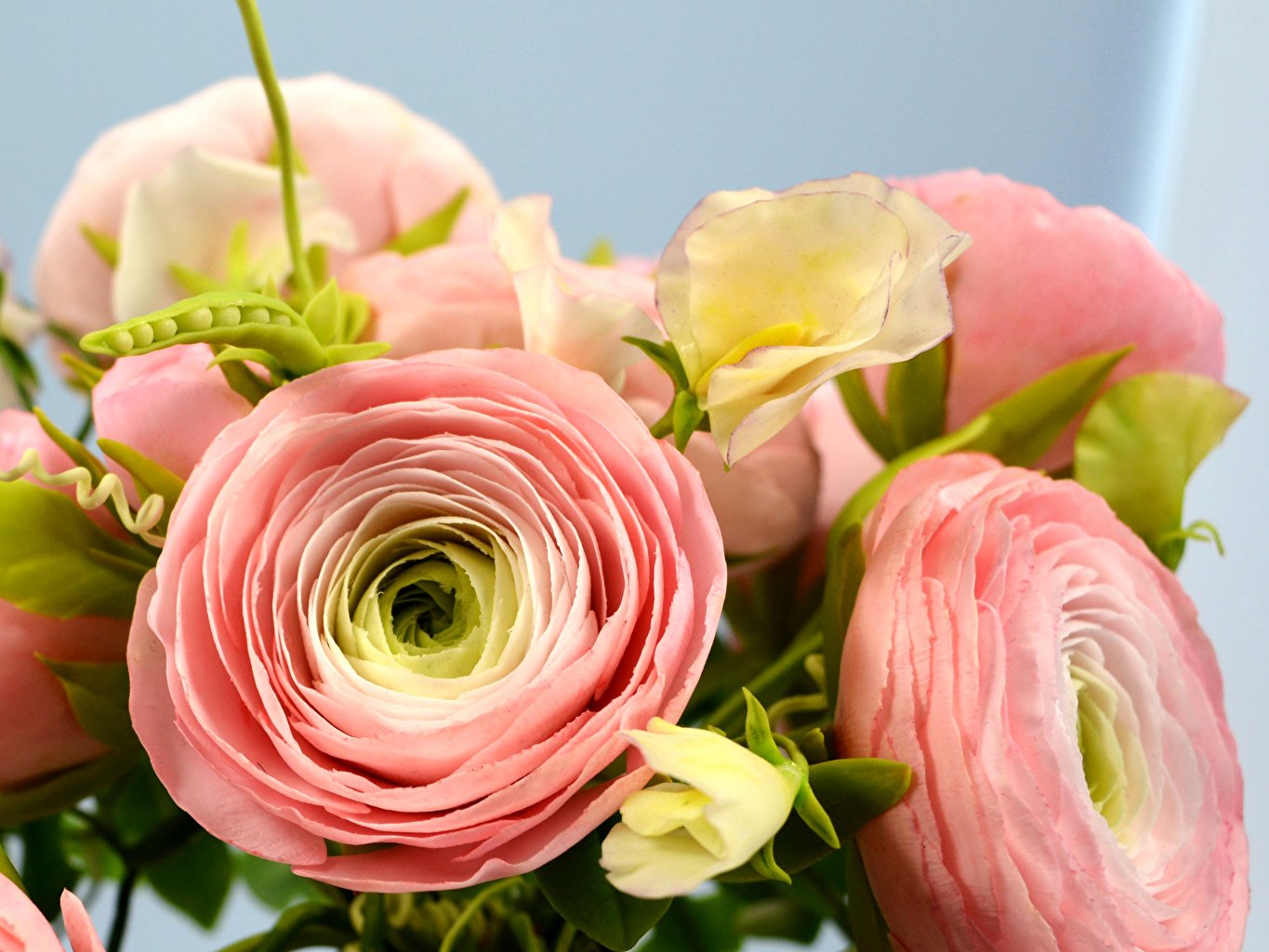 Ranunculus