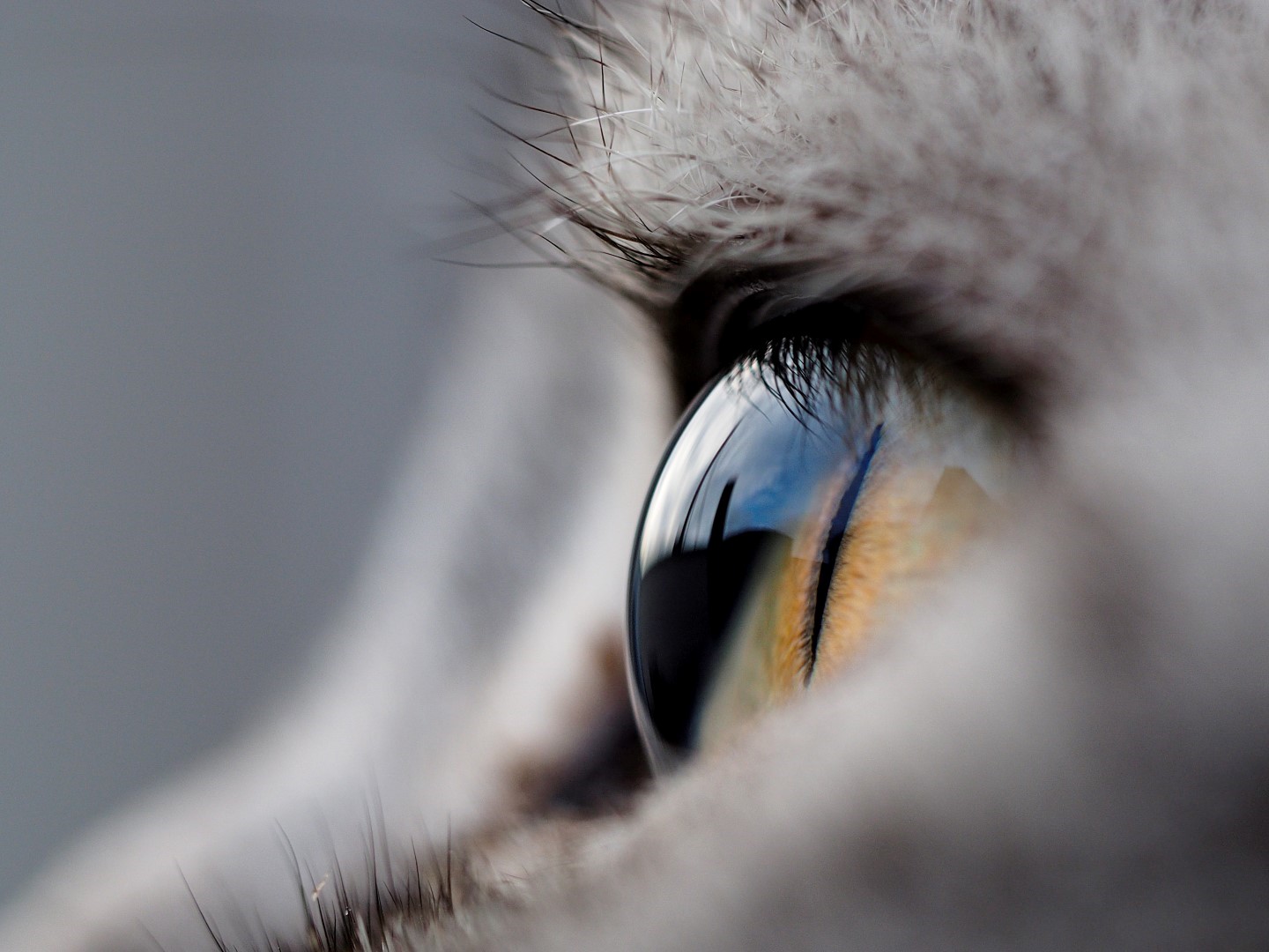 Human Vision vs. Cat Vision: Can Cats See Color?