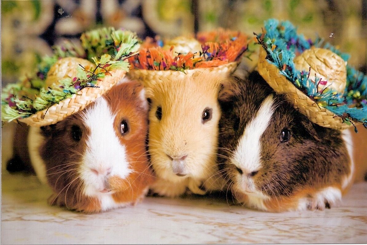 Guinea Pigs