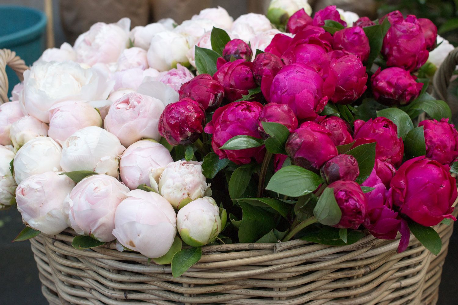 Peonies