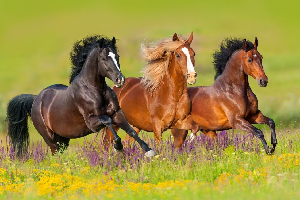 Horses