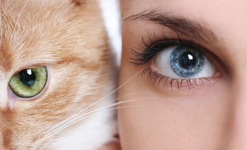 Human Vision vs. Cat Vision: Can Cats See Color?