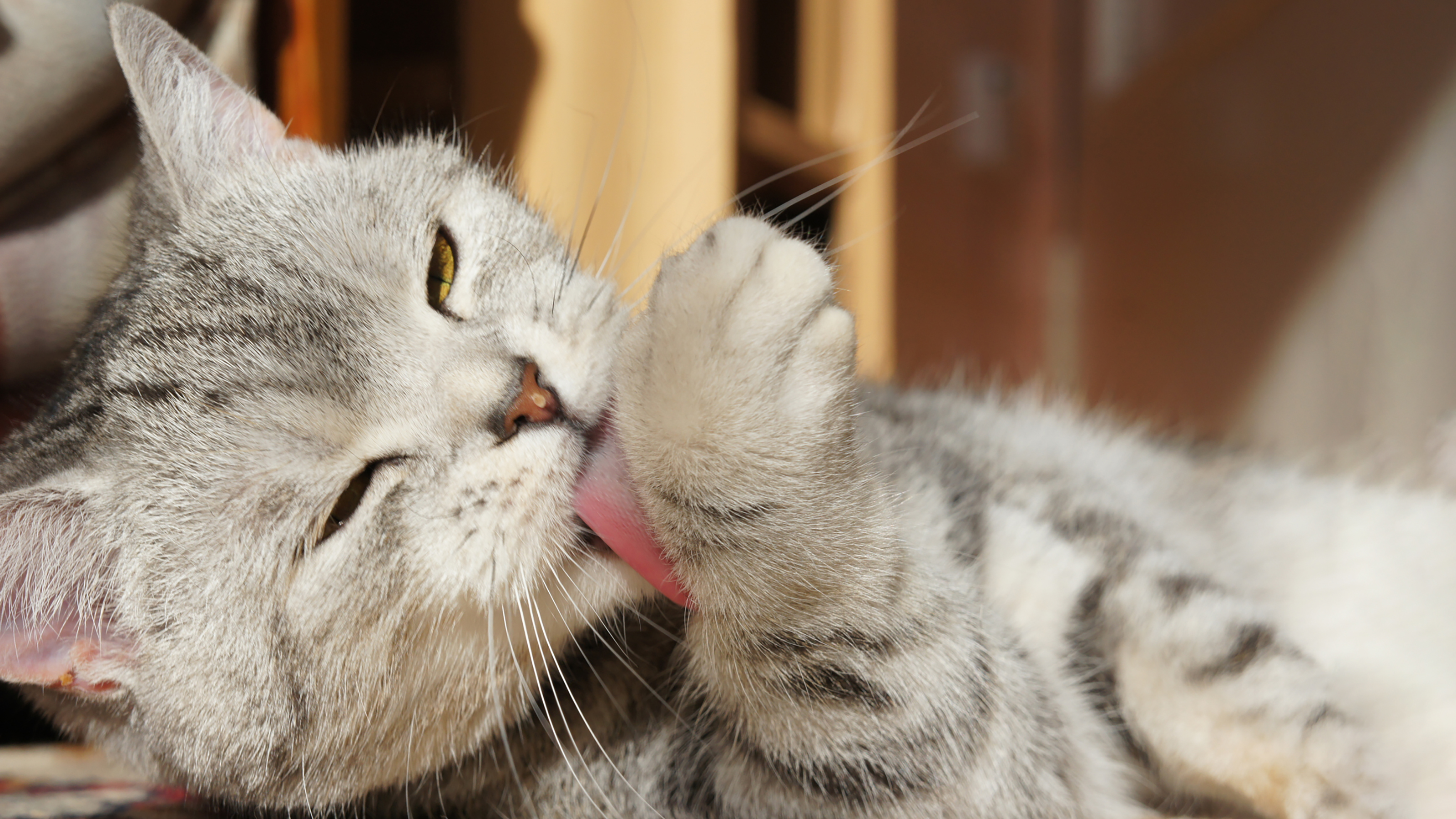 Your Cat Could Have Loose Fur on Its Tongue