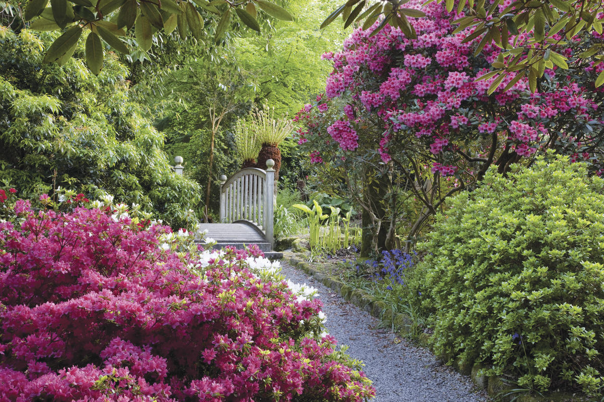 Trengwainton garden, Cornwall