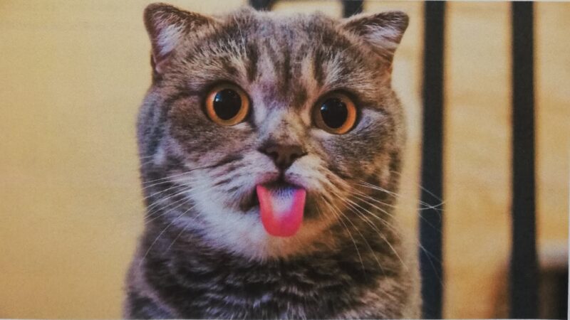 Why Do Cats Stick Their Tongue Out?