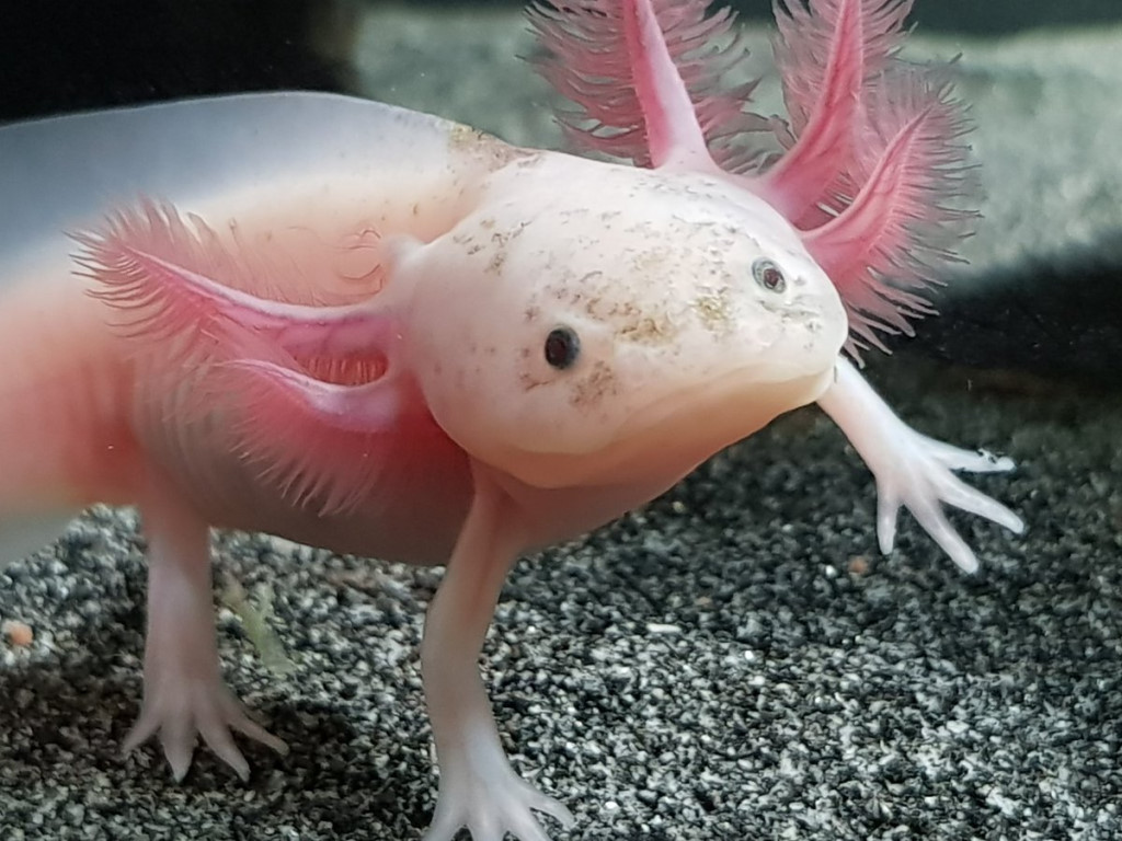 Axolotl