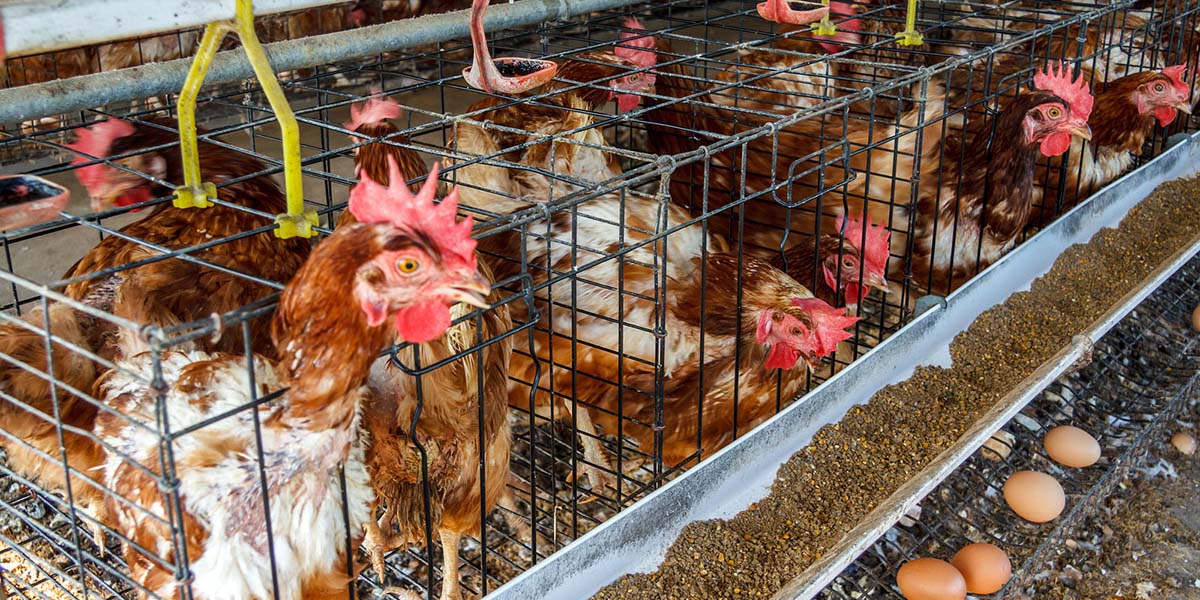 Being “cage-free” isn’t as good for the chickens as it seems
