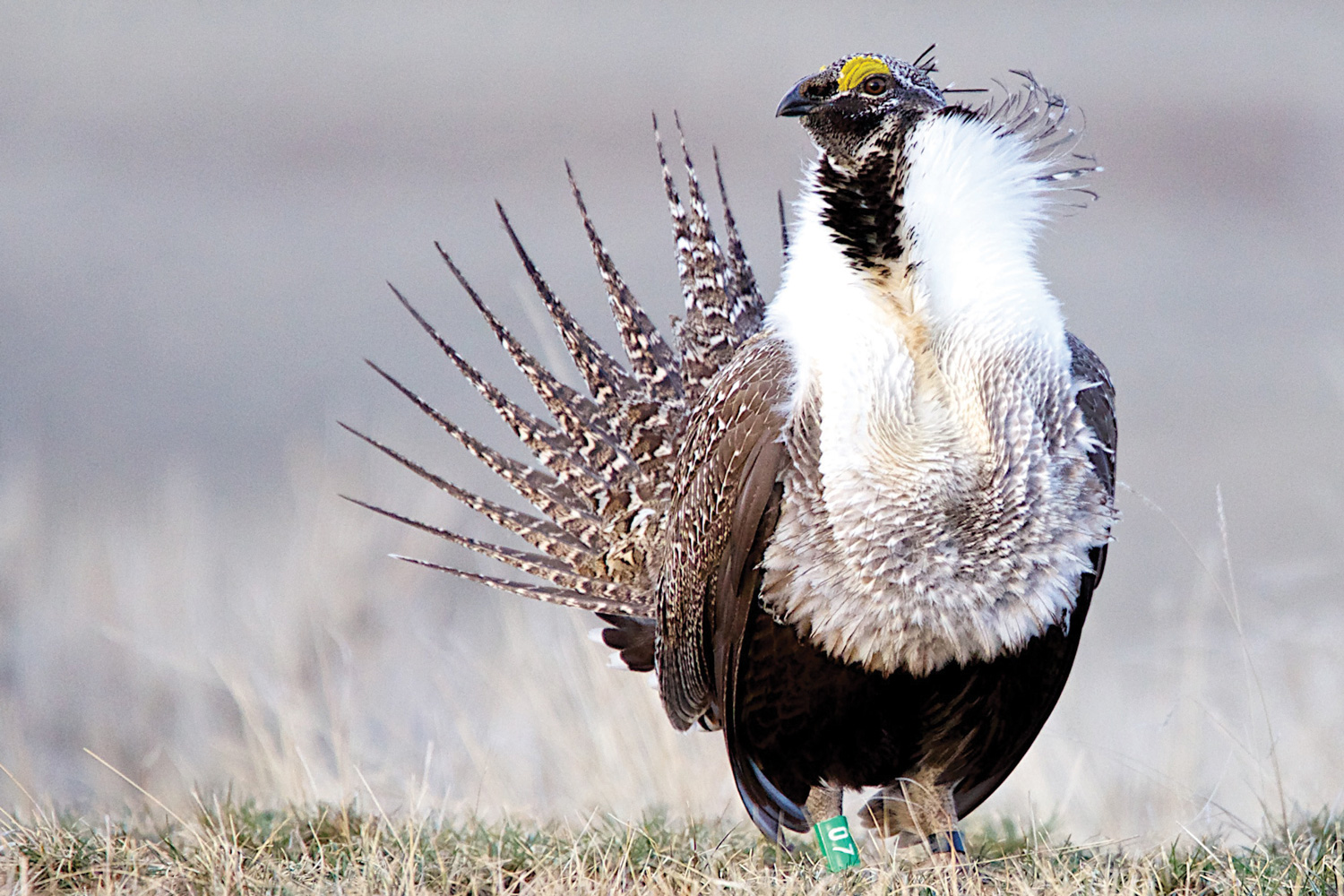 Greater photo. Sage Grouse. Great Sage Grouse. Greater. Great Sage.