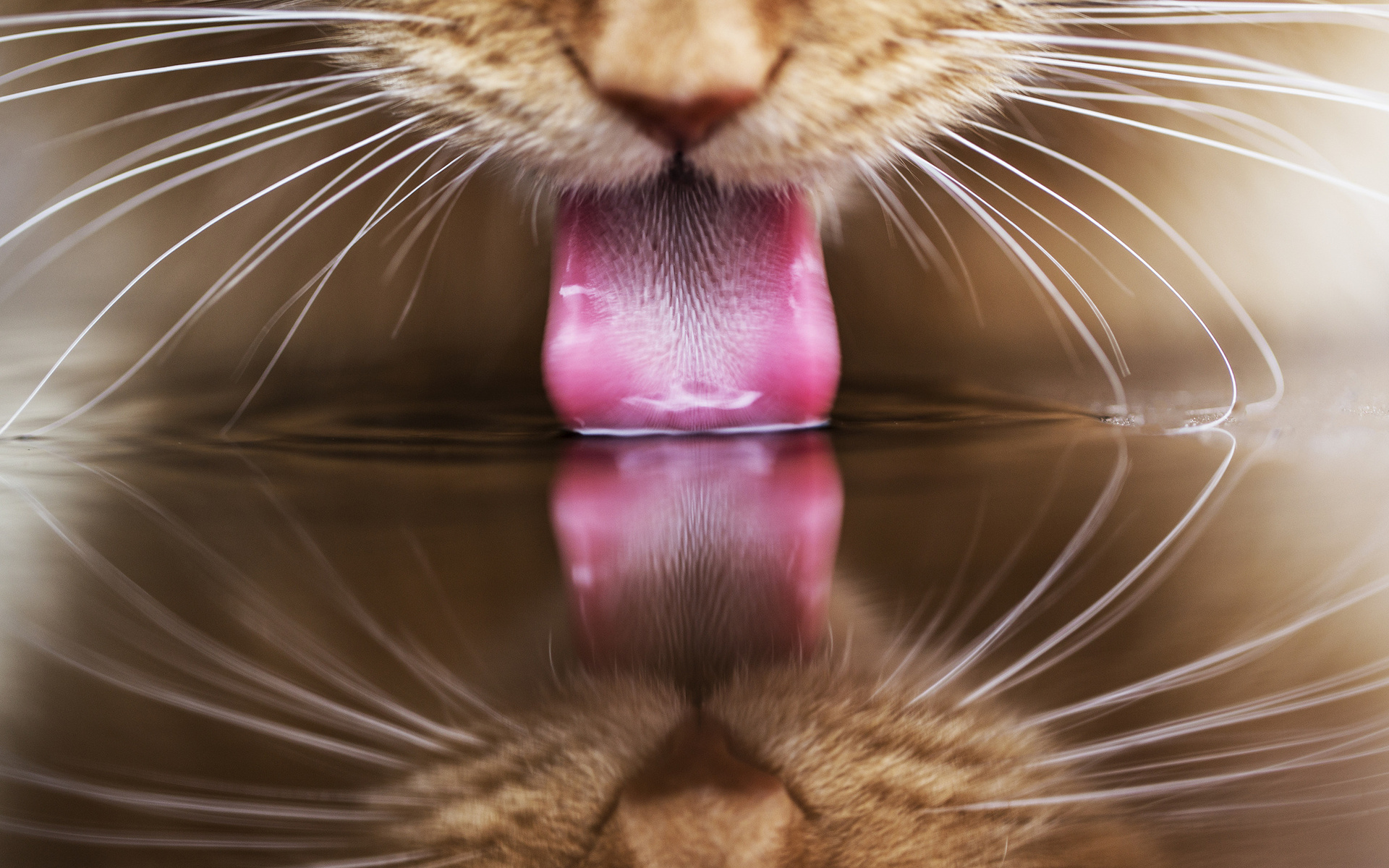 Your Cat Could Have Dental Issues