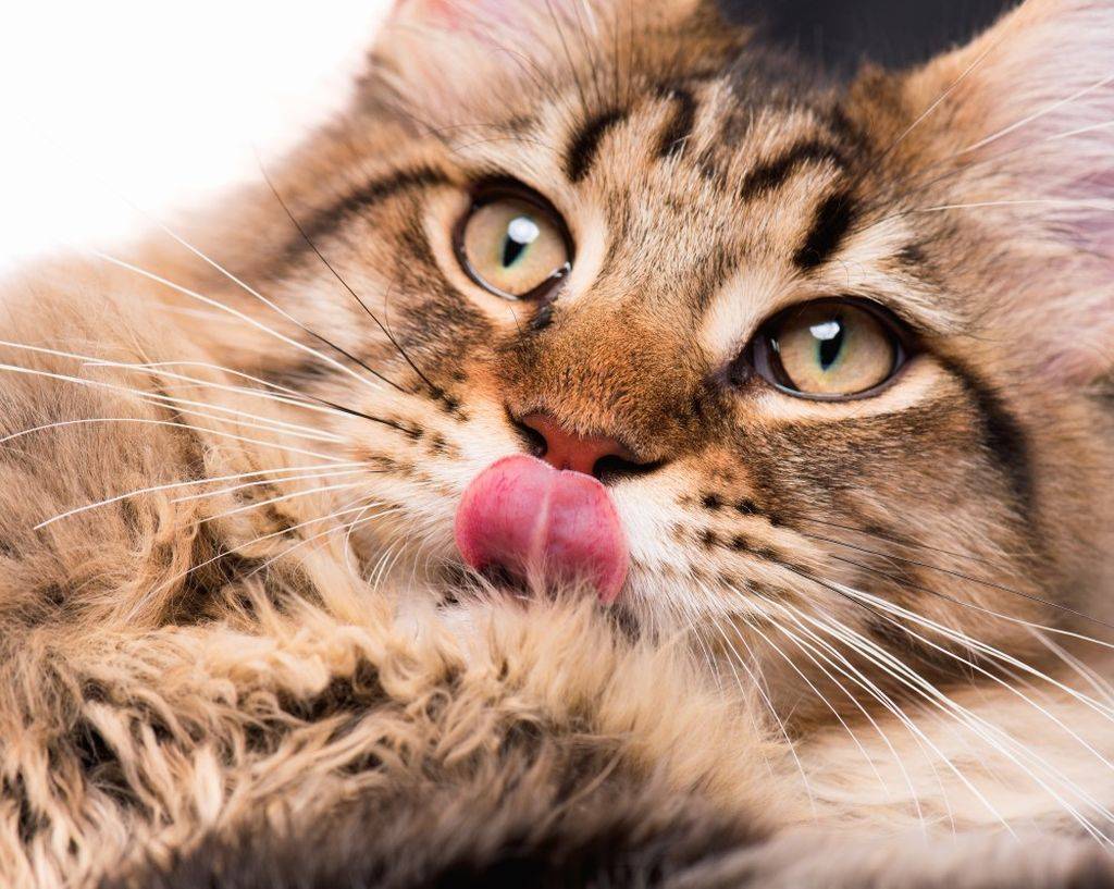 Your Cat May Have a Small Mouth