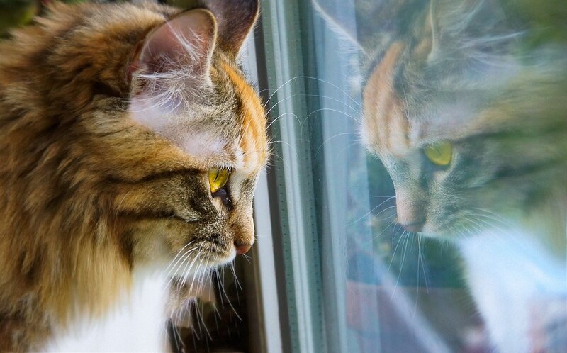 Human Vision vs. Cat Vision: Can Cats See Color?