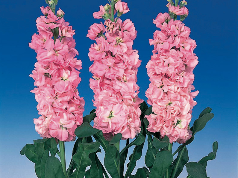 Matthiola incana