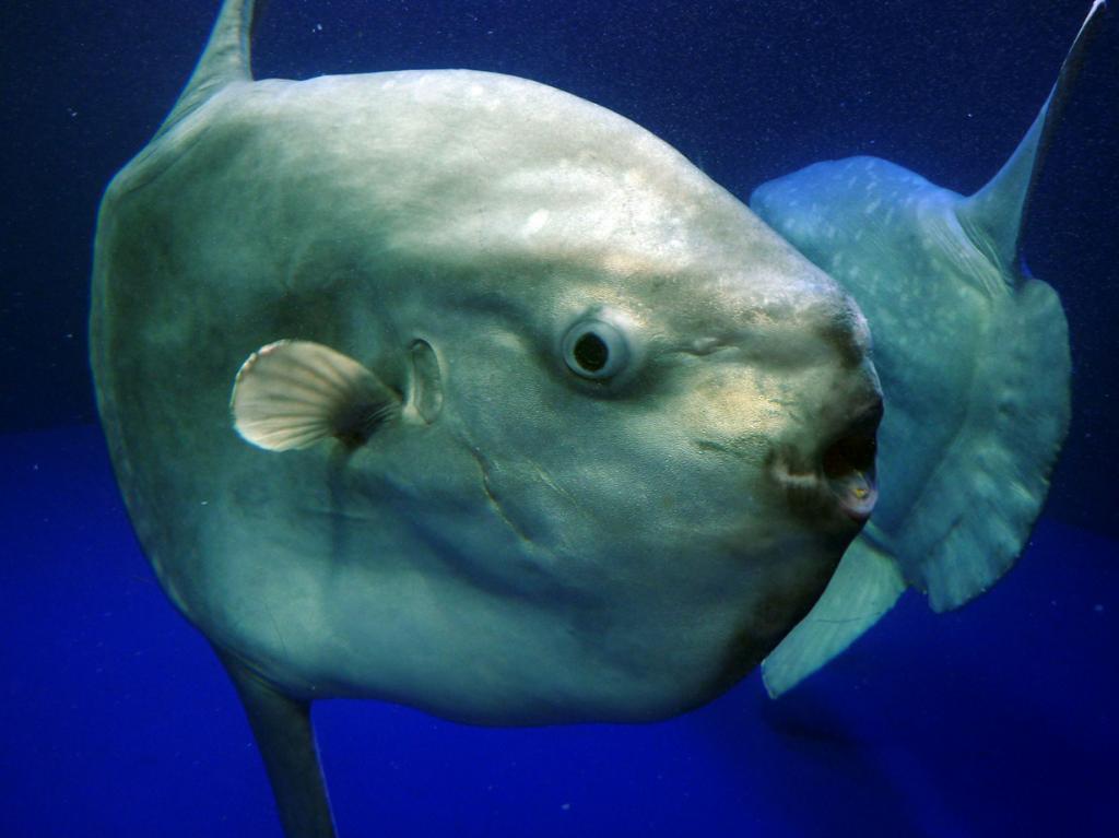 Ocean Sunfish