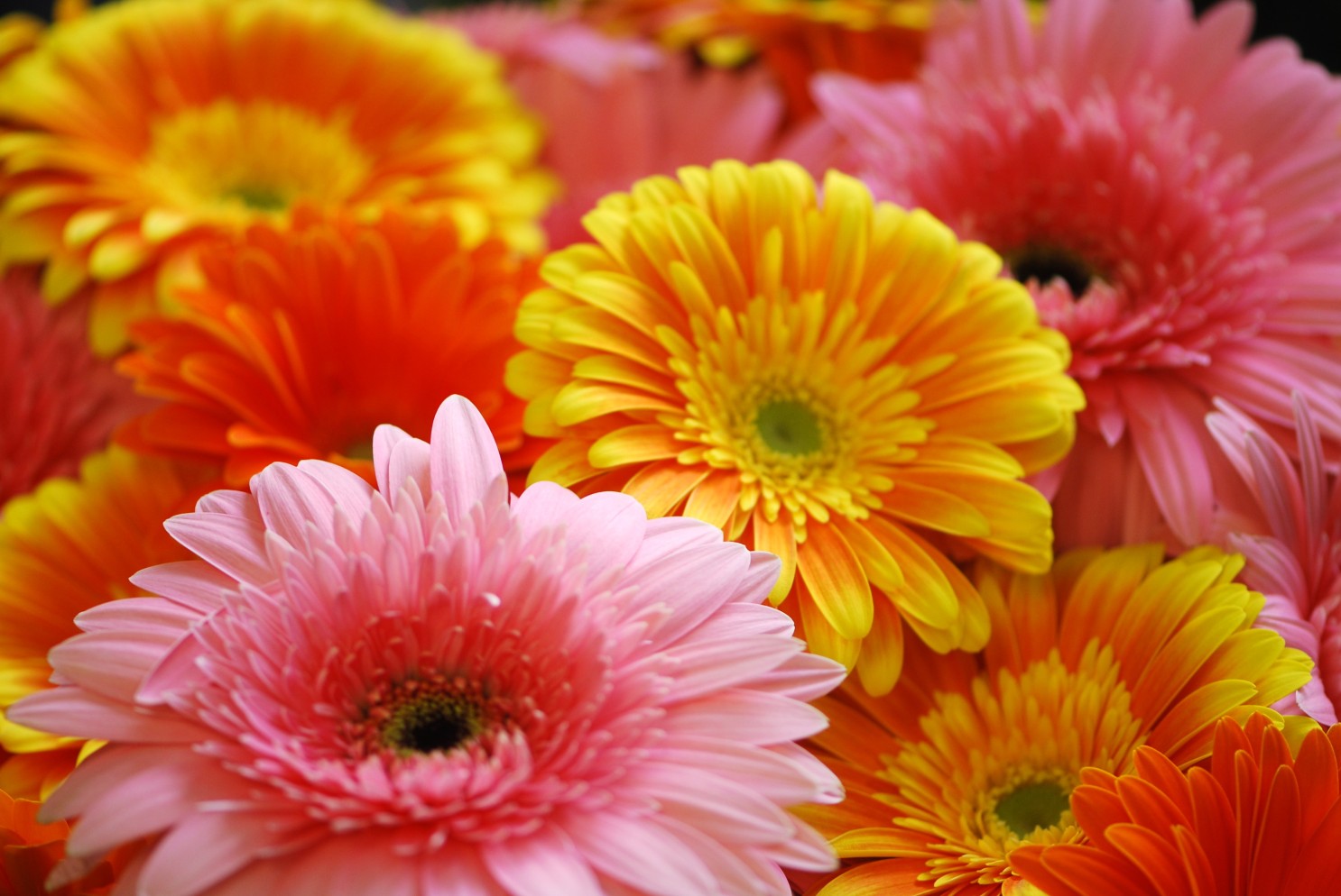 Gerbera daisies