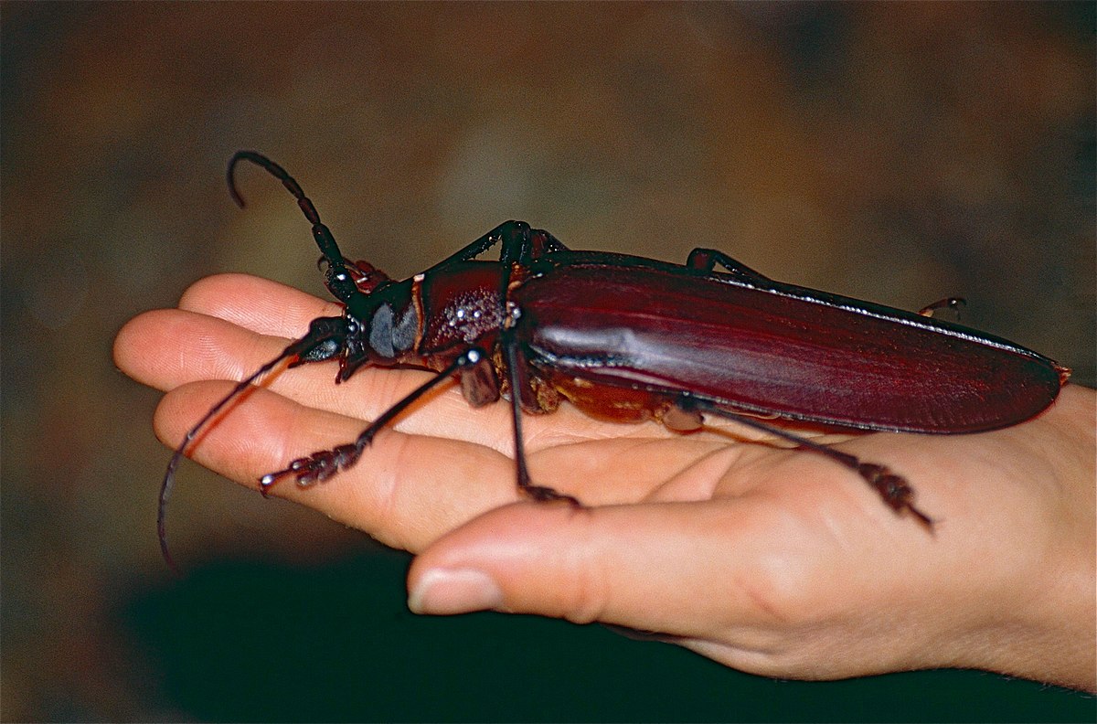 Titanus giganteus