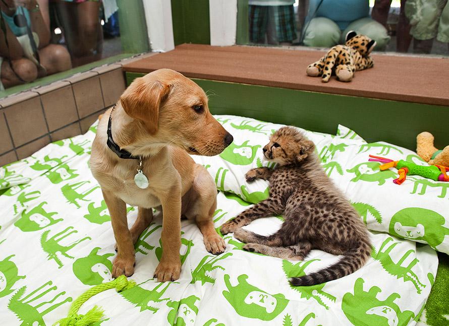 Mtani the Labrador and Kasi the Cheetah