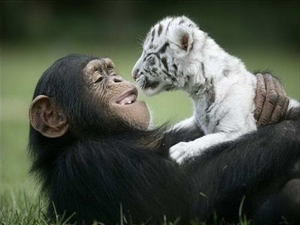 Anjana the Chimpanzee and Her White Tiger Cubs