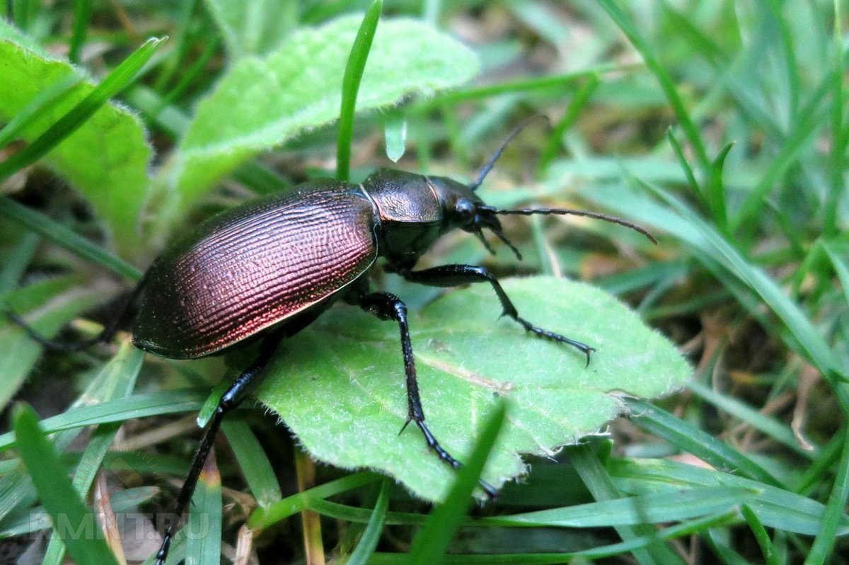 Carabidae