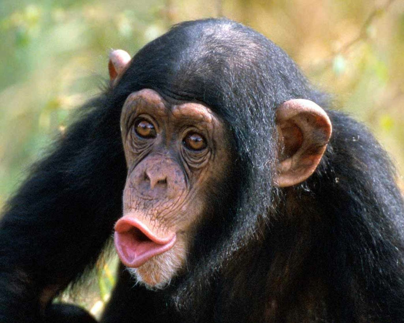Chimpanzee – $60,000-$65,000
