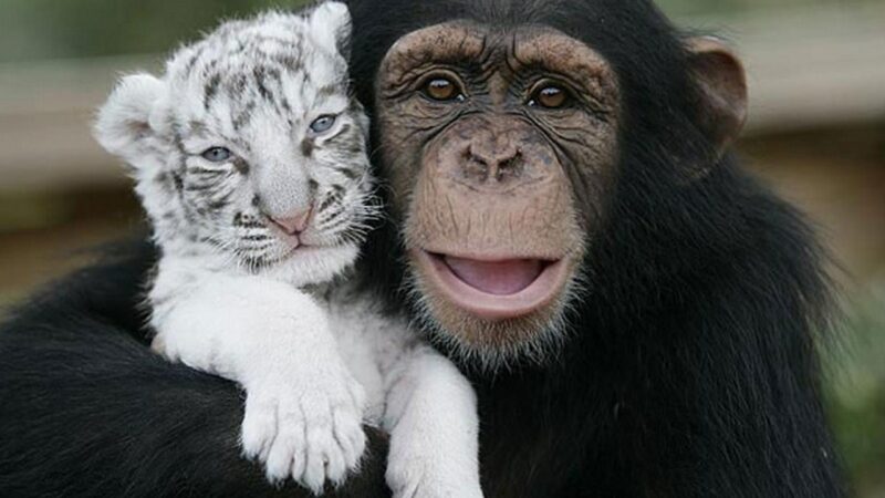 Unusual Animal Friendships That Will Give You All the Feels