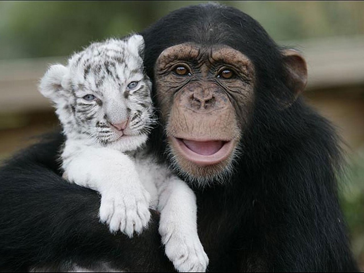 Unusual Animal Friendships That Will Give You All the Feels