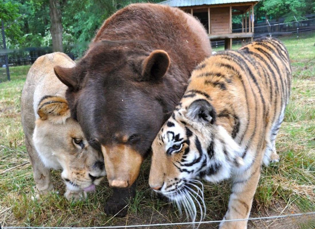 Baloo the Bear, Shere Khan the Tiger, and Leo the Lion