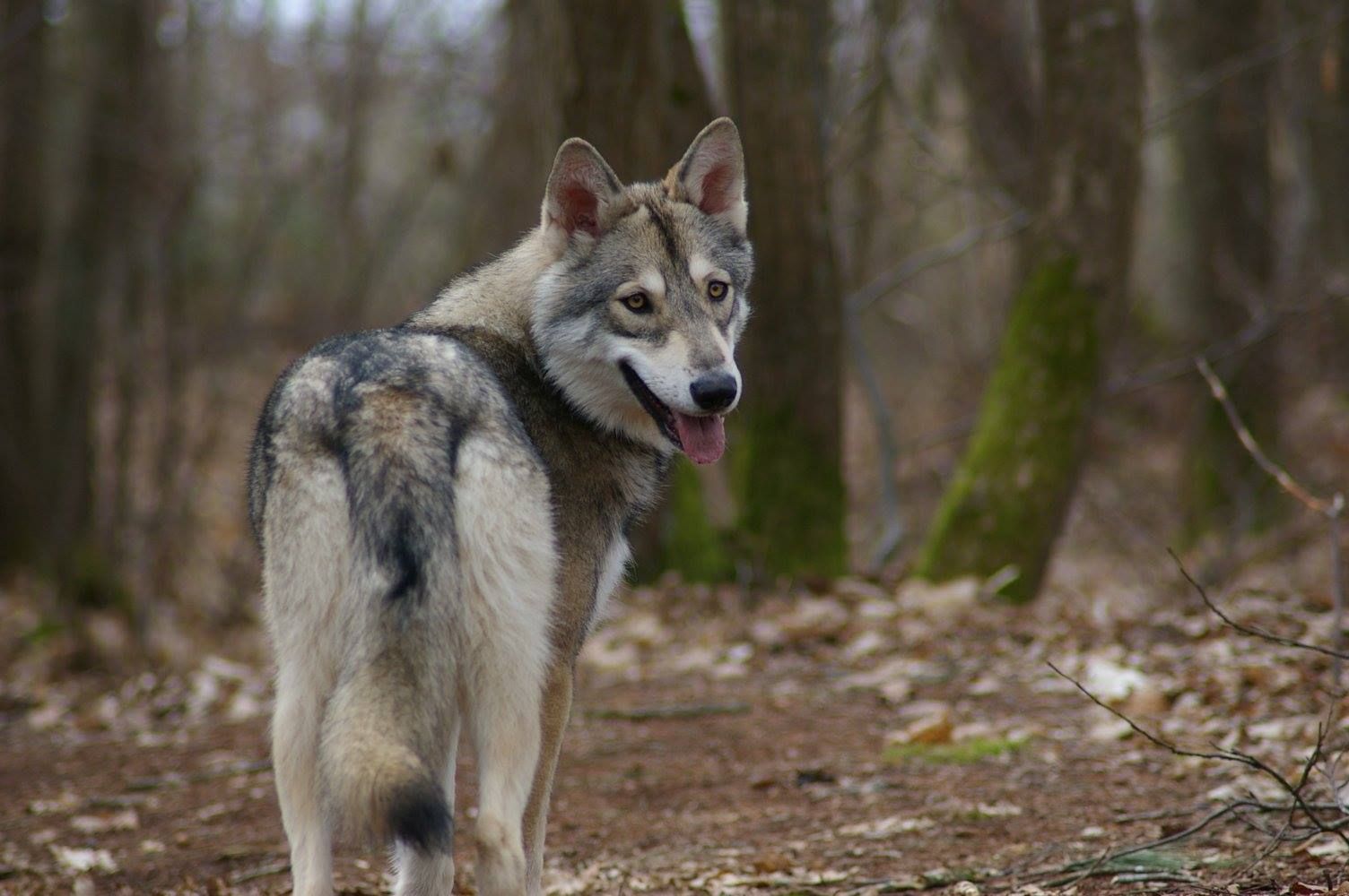 Saarloos Wolfdog