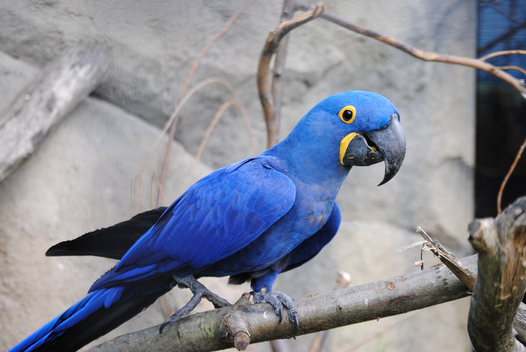 Hyacinth Macaw – $11,000