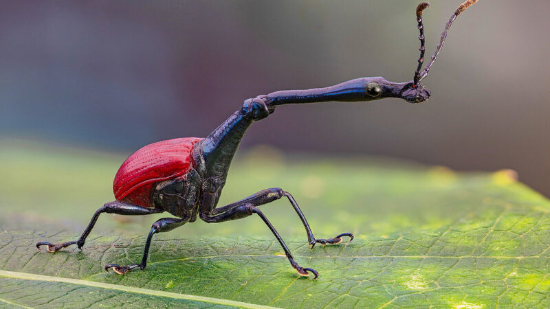 7 Rare Beetles That Will Make You Crawl …Don’t Forget to Check Under the Bed!