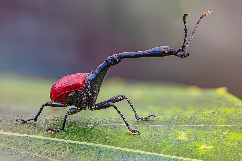 Trachelophorus giraffa