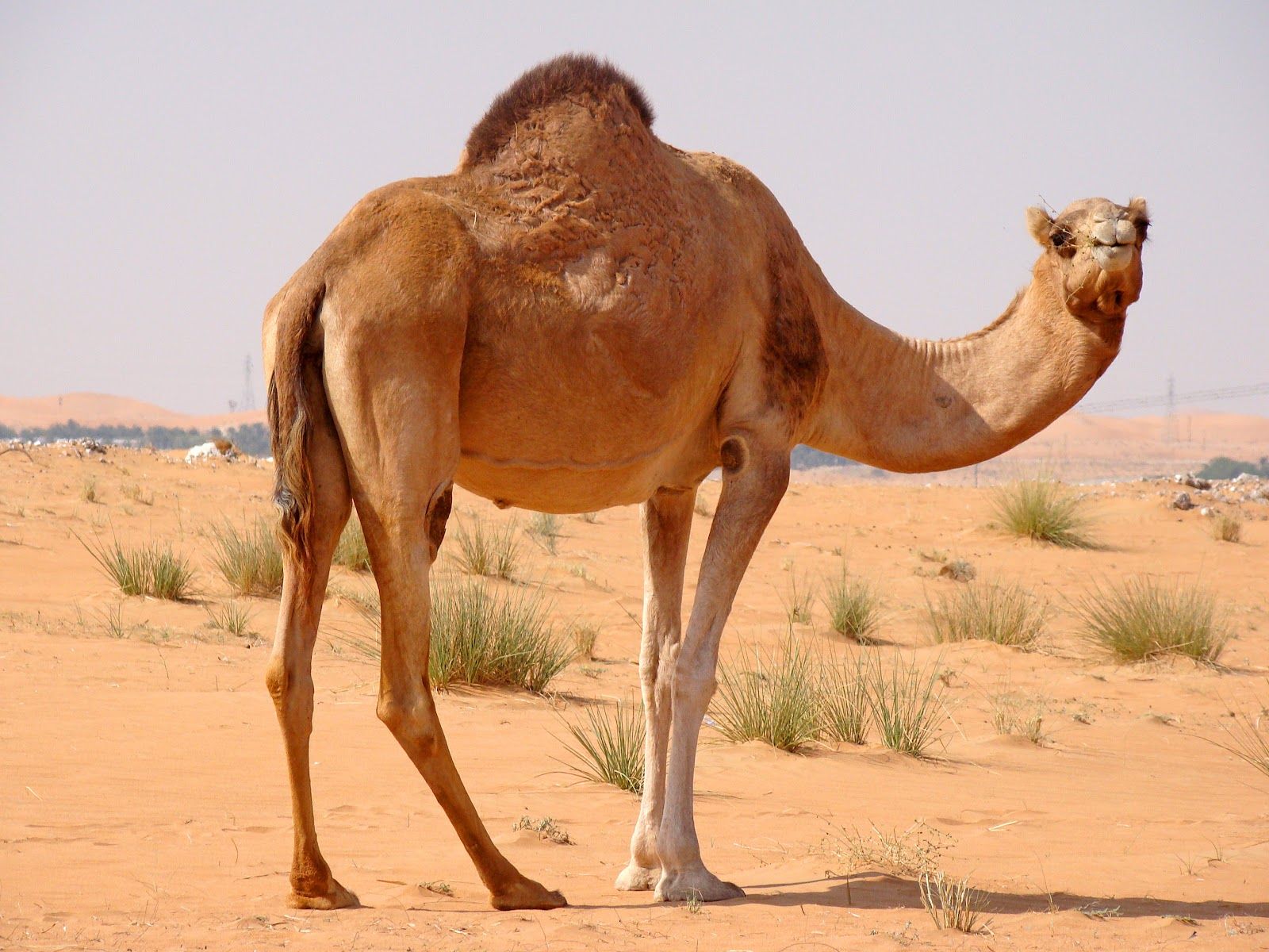 Camel – $10,000