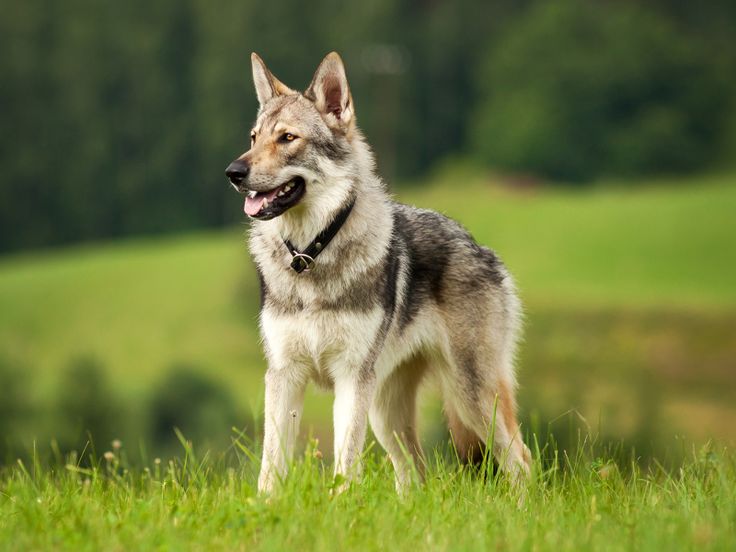 Czechoslovakian Wolf Dog