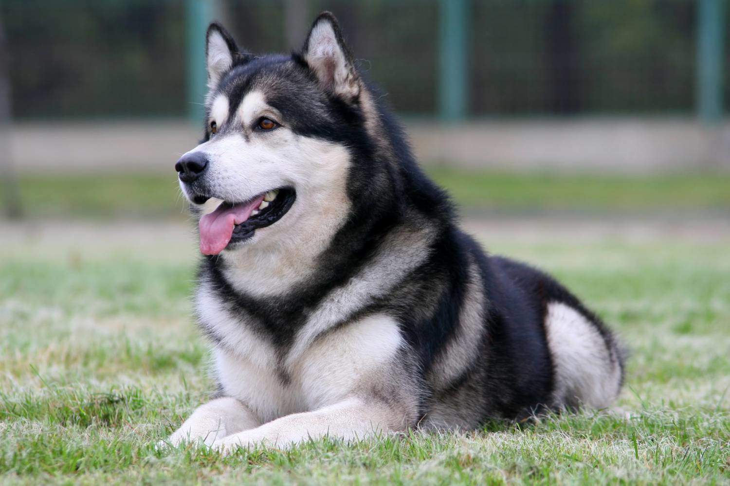 Alaskan Malamute