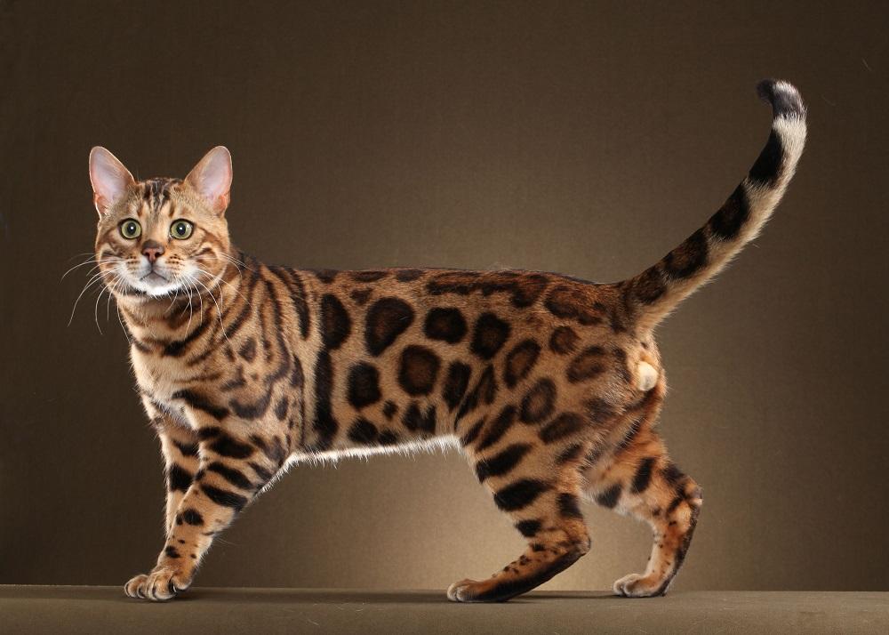 The Bengal Cat – $3,000