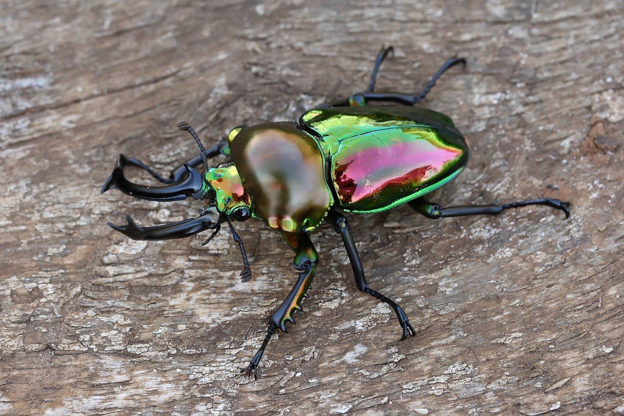 Phalacrognathus muelleri