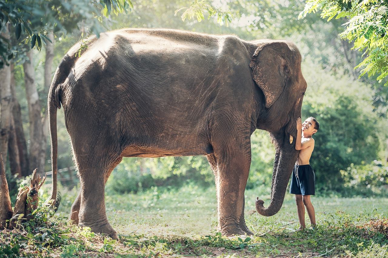 Elephants