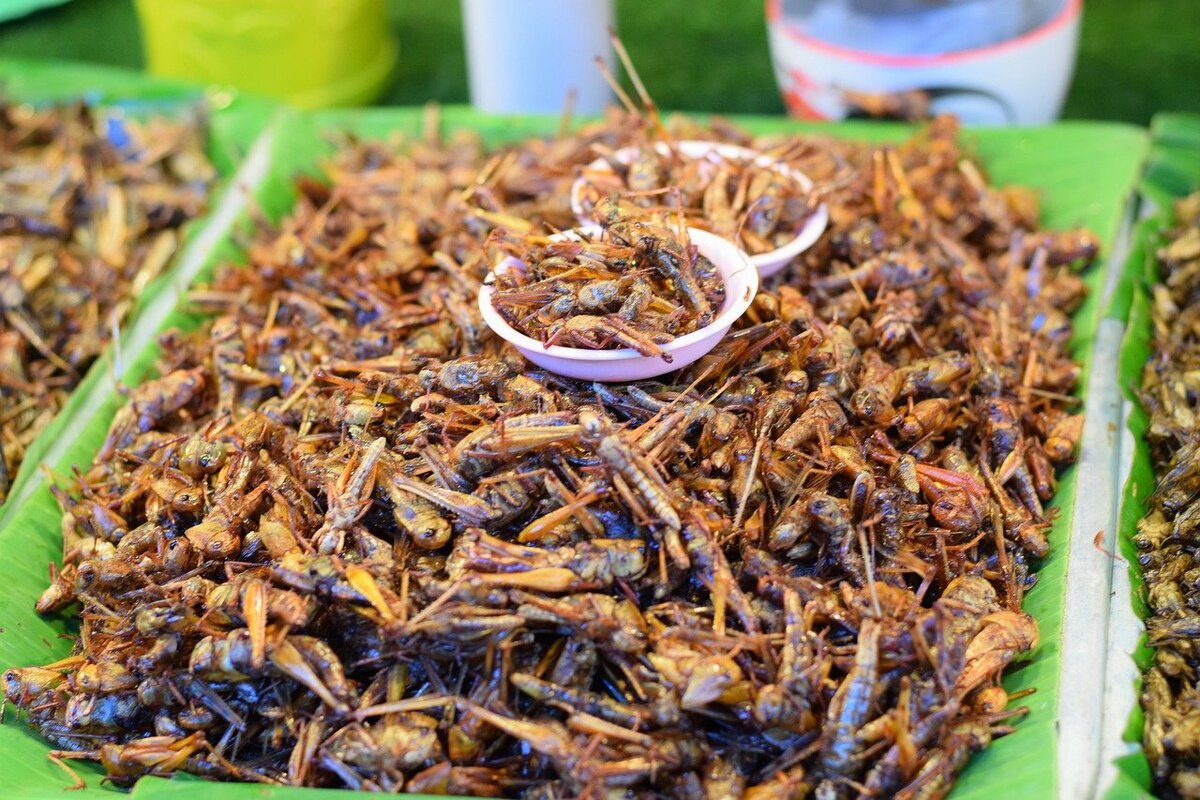 Jing Leed or Grasshoppers