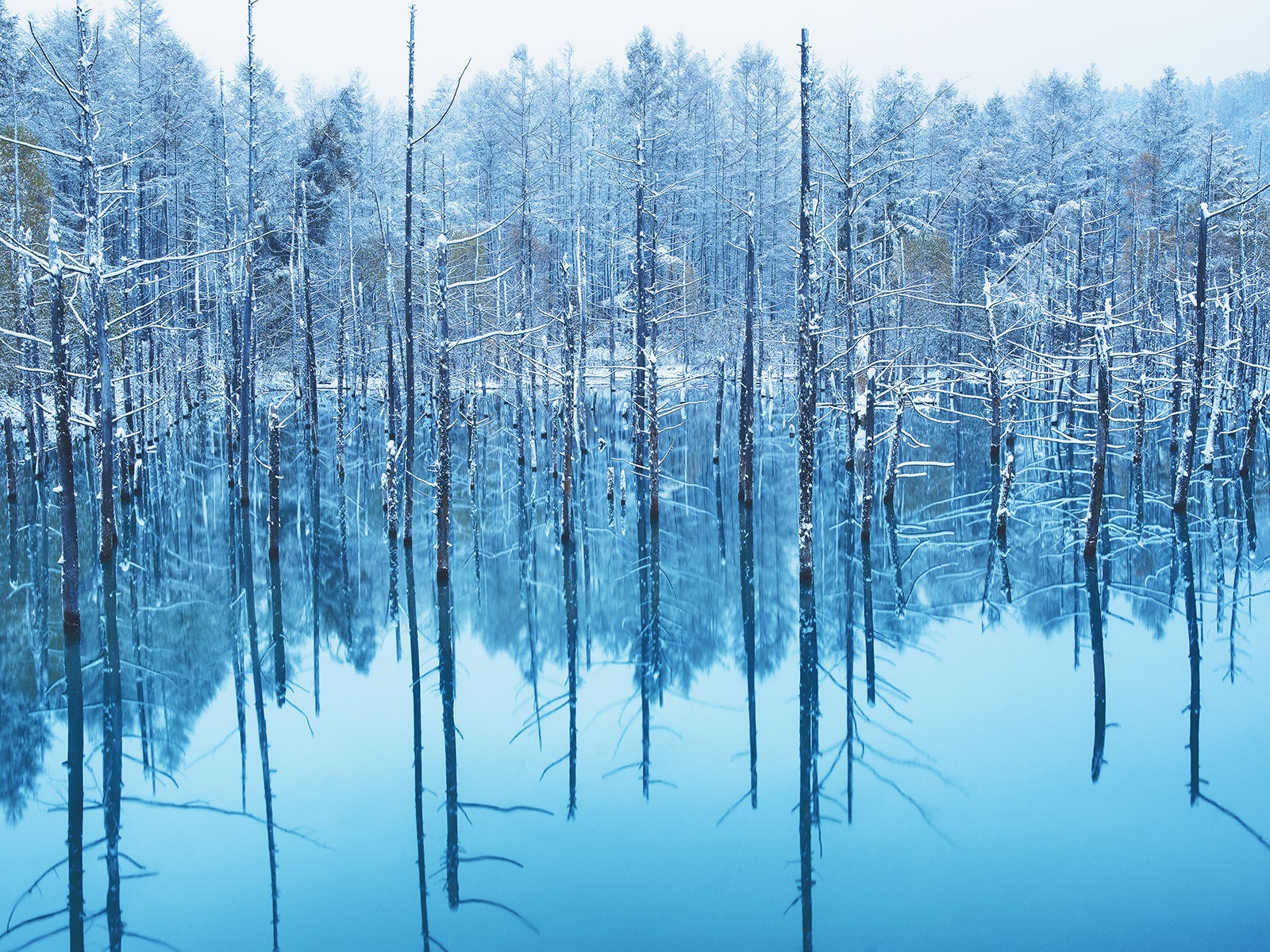 Blue Pond in Biei, Hokkaido, Japan