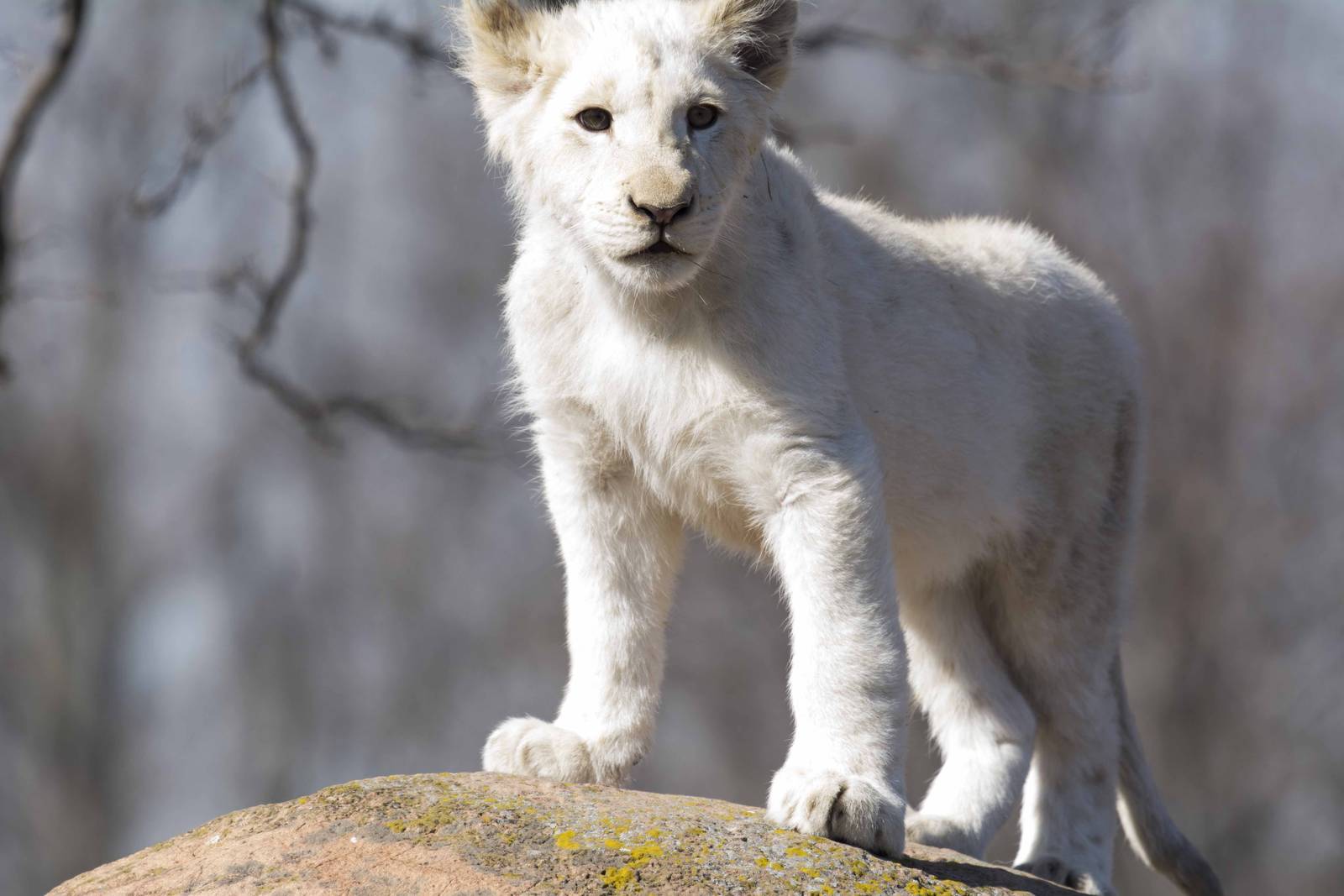 White Lion Cub – $140,000