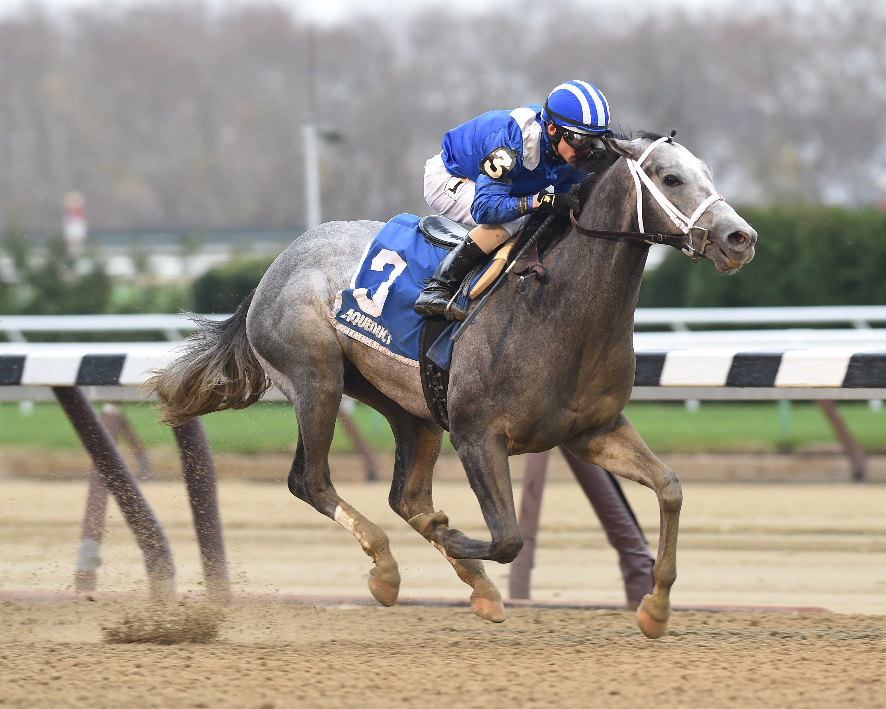 Jay-Z’s Award-Winning Racehorse