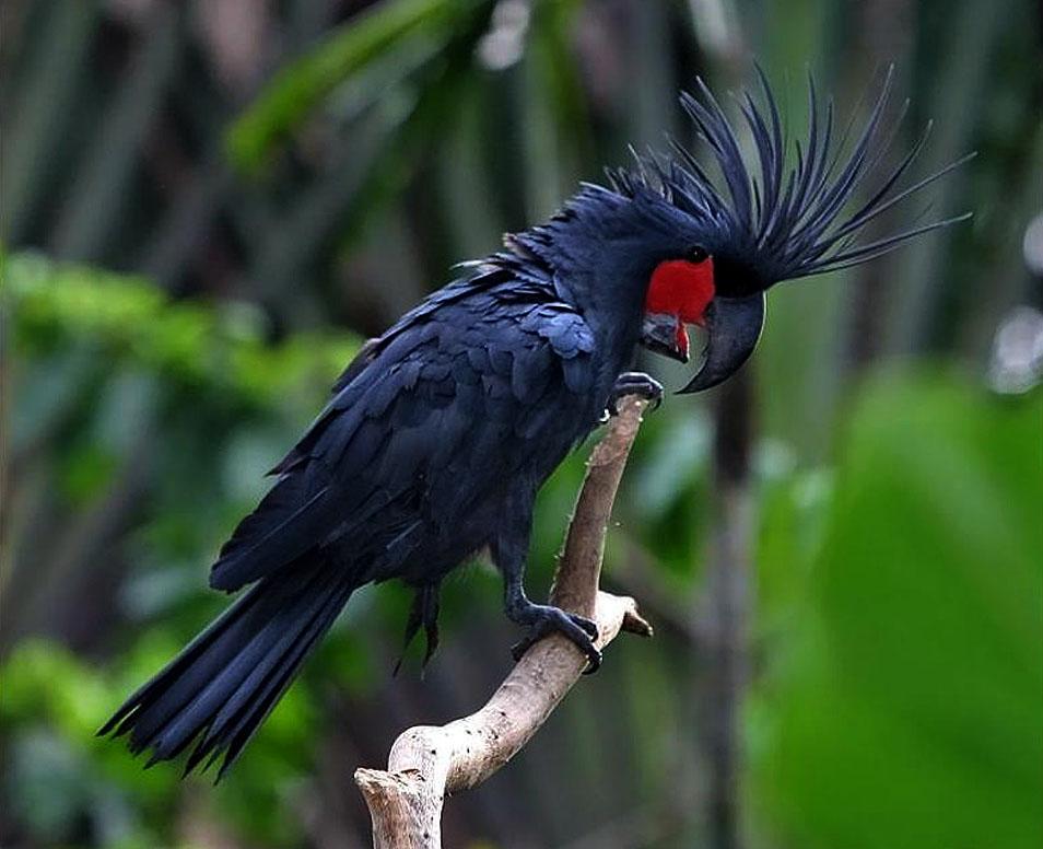  Palm Cockatoo – $16,000