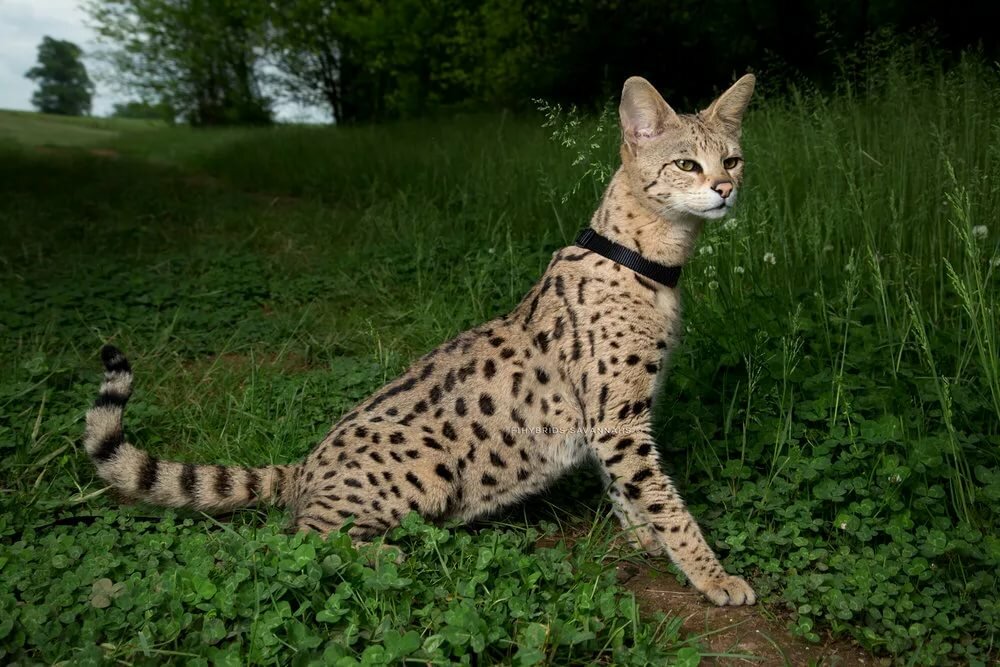 Savannah Cat – $22,000