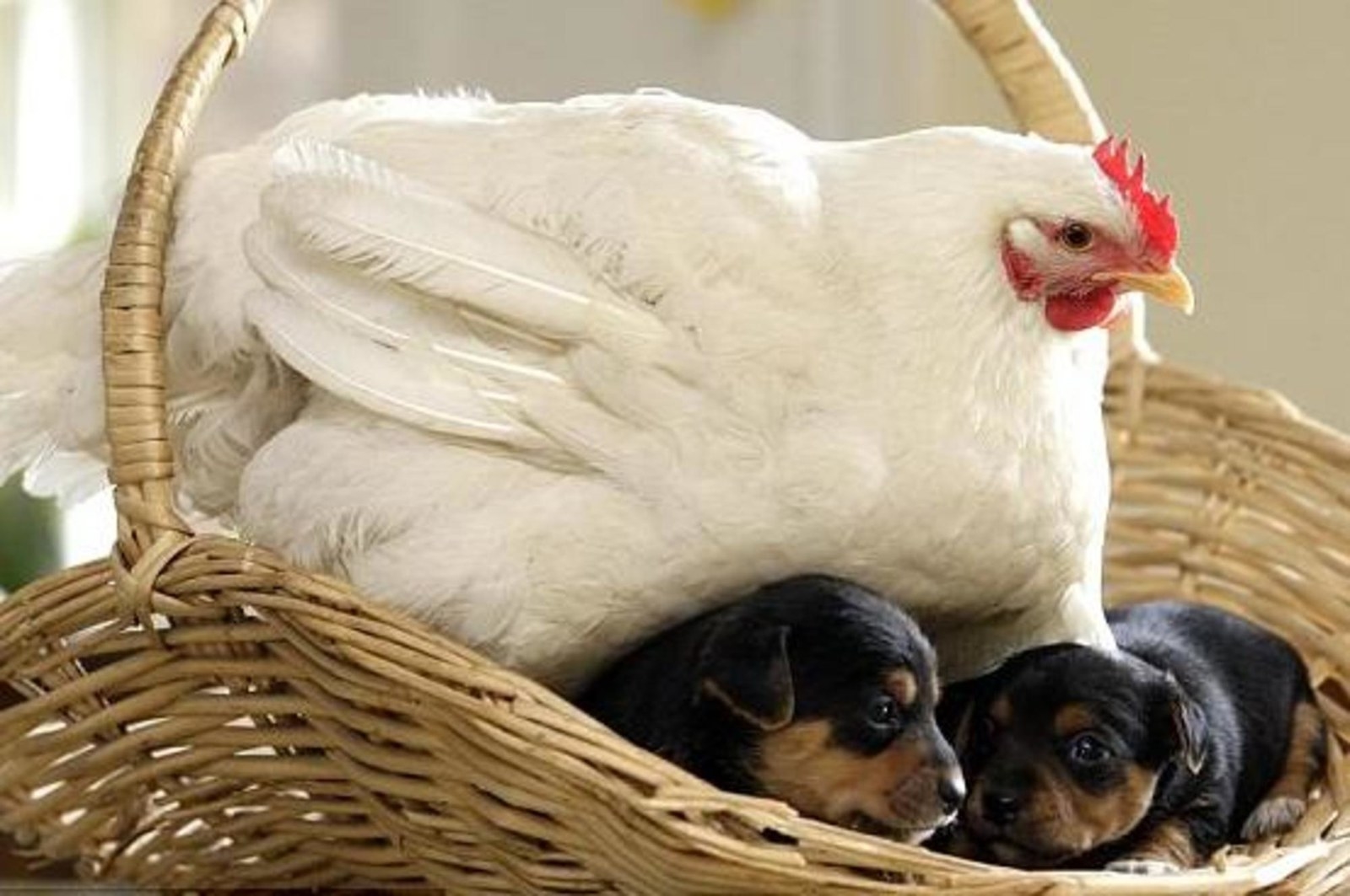 Mabel the Chicken and Her Puppies