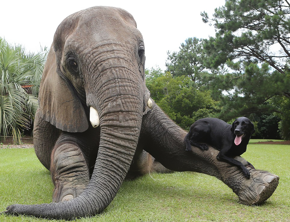 Bella the Black Labrador and Bubbles the African Elephant