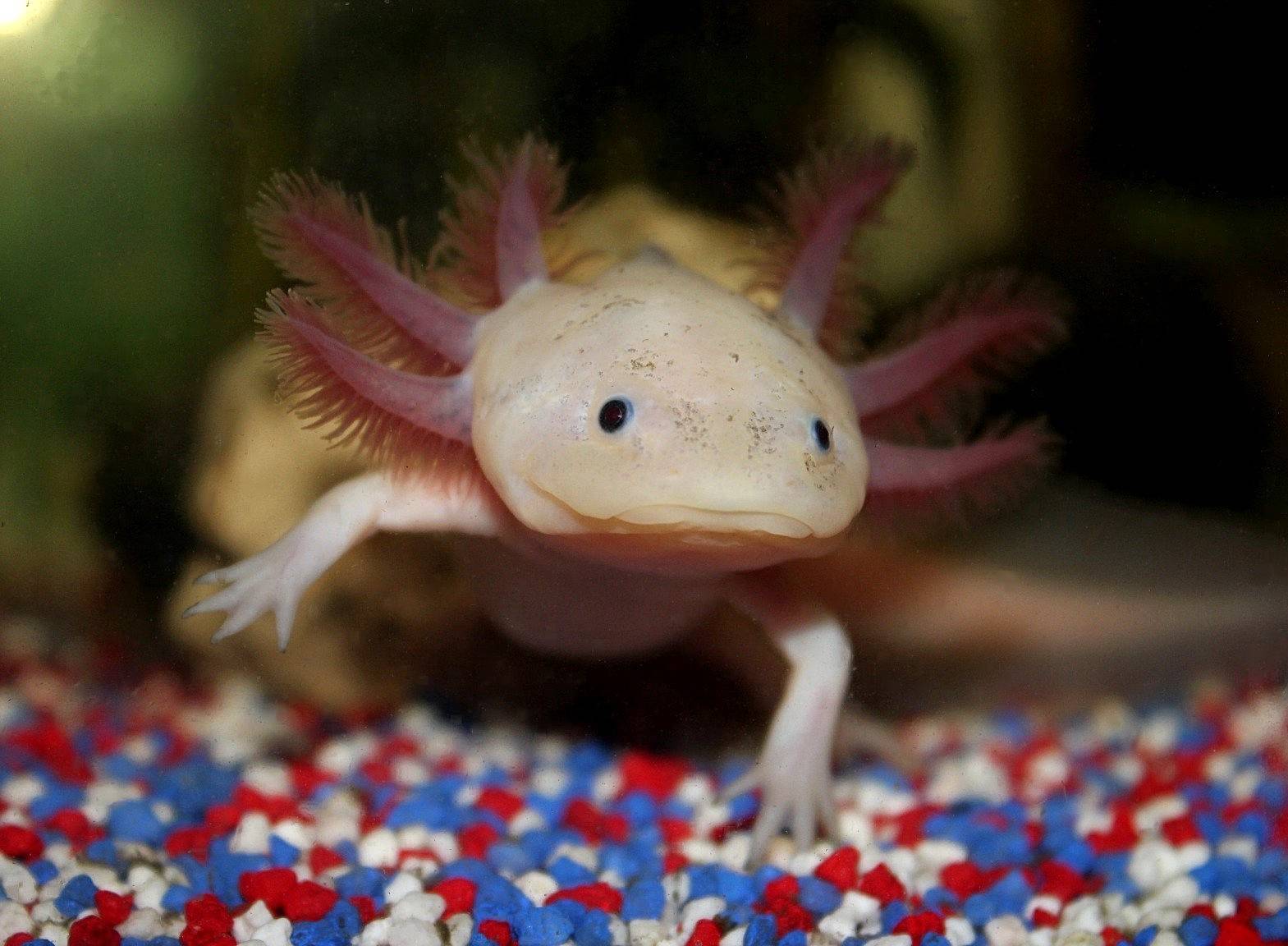 Axolotl