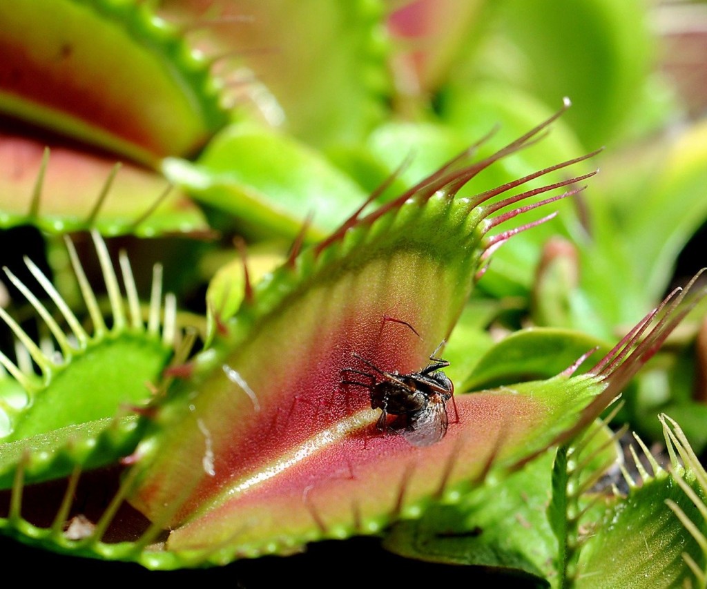 Venus Flytrap