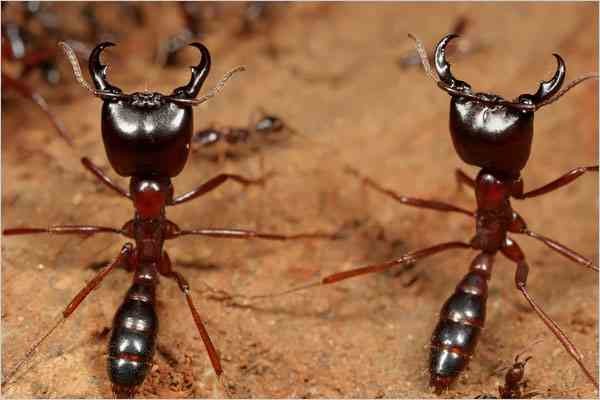 Siafu (African Ants)Dorylus